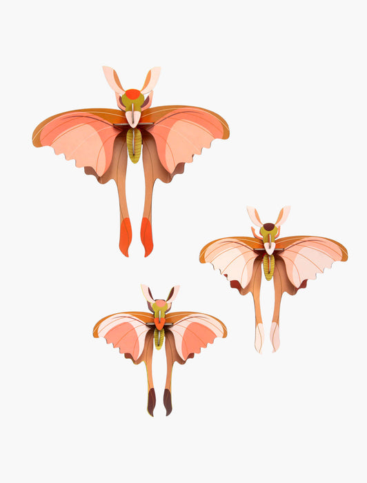 Kornett-Schmetterlinge | Schmetterlinge - 3er-Set