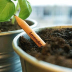 Bloom Bloom Pencil - Vegetables and Herbs
